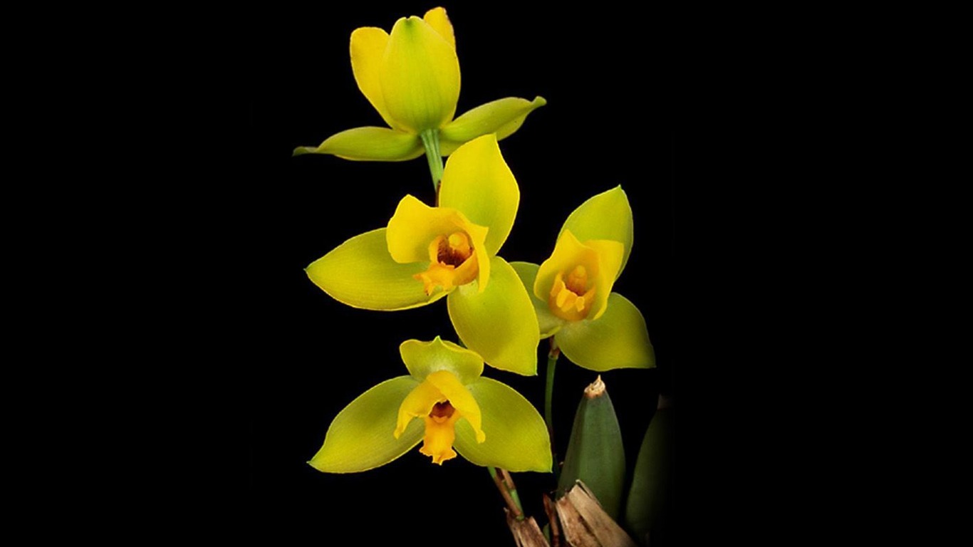 Beautiful and elegant orchid wallpaper #3 - 1366x768