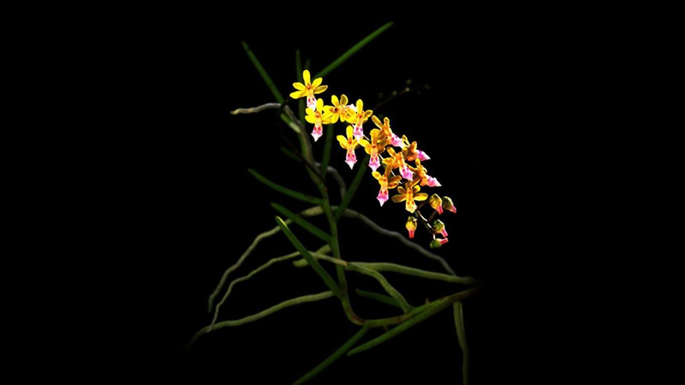 美麗高雅 蘭花寬屏壁紙 #5 - 1366x768