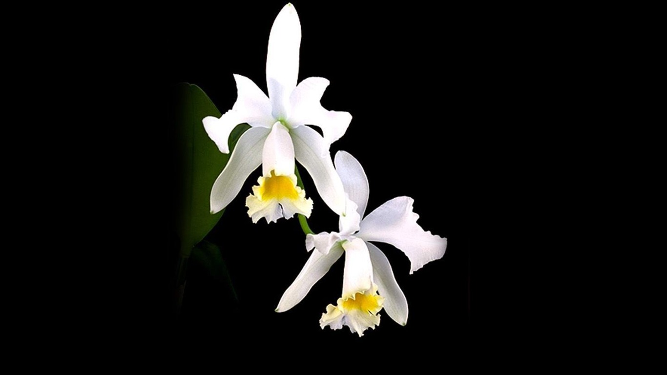 Beautiful and elegant orchid wallpaper #6 - 1366x768