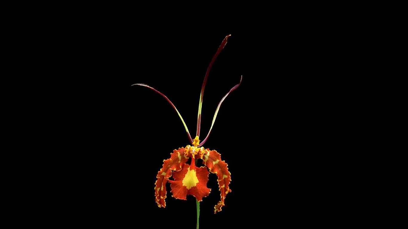 Belle et élégante orchidée fond d'écran #7 - 1366x768