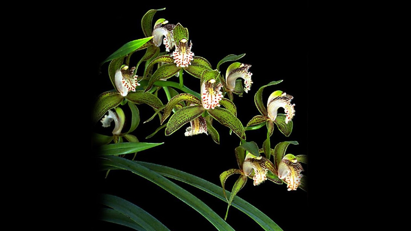 Hermosa y elegante fondo de pantalla de orquídeas #8 - 1366x768