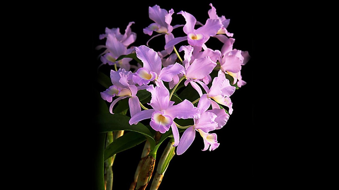 Beautiful and elegant orchid wallpaper #9 - 1366x768