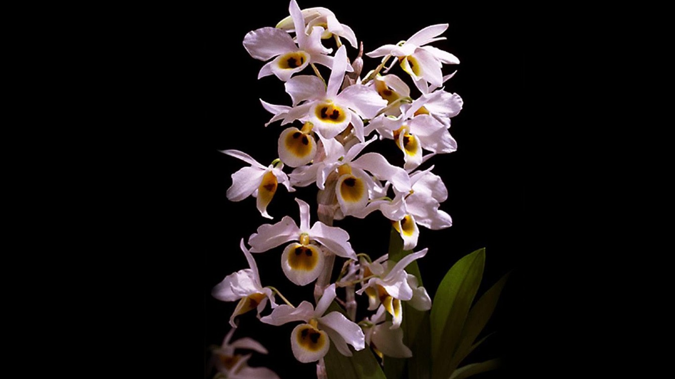 Beautiful and elegant orchid wallpaper #10 - 1366x768