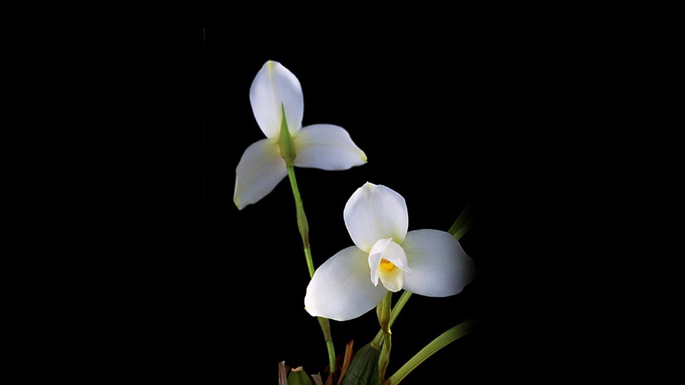 Beautiful and elegant orchid wallpaper #13 - 1366x768