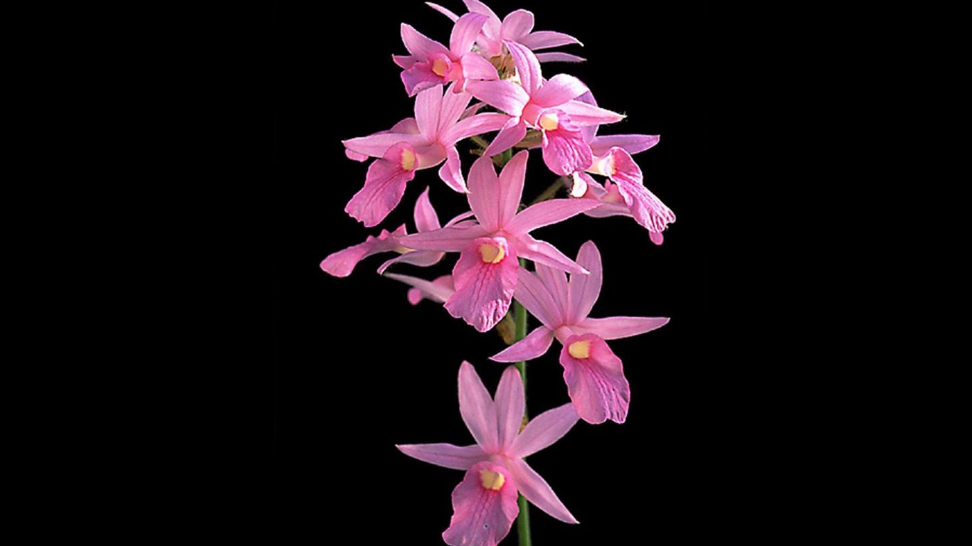 Beautiful and elegant orchid wallpaper #15 - 1366x768