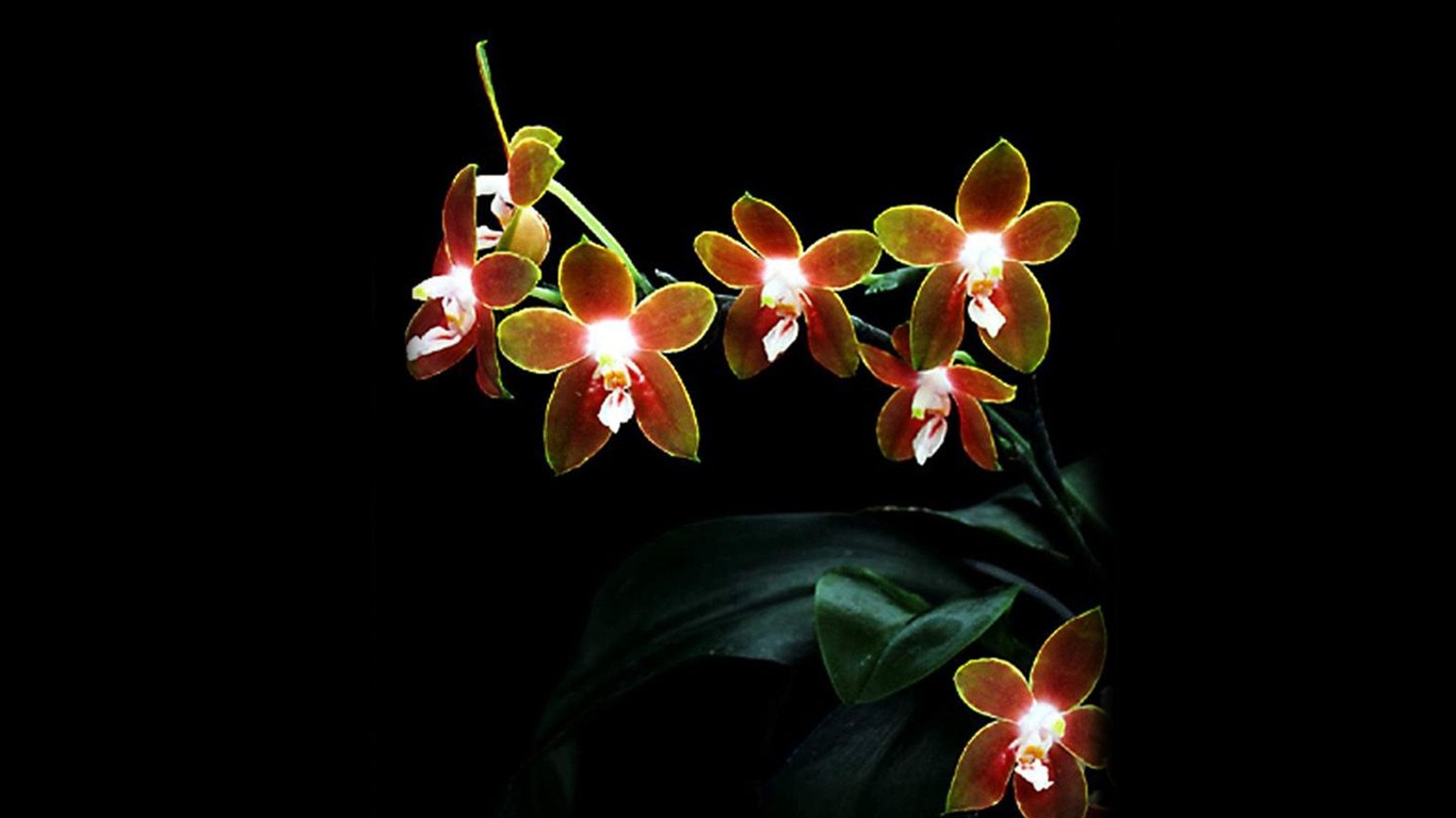 Beautiful and elegant orchid wallpaper #18 - 1366x768