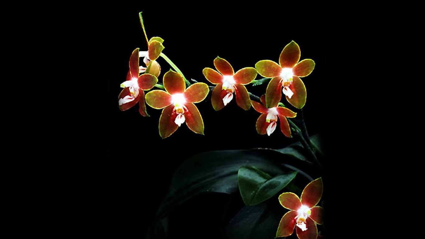 Krásné a elegantní orchidejí wallpaper #18 - 1366x768