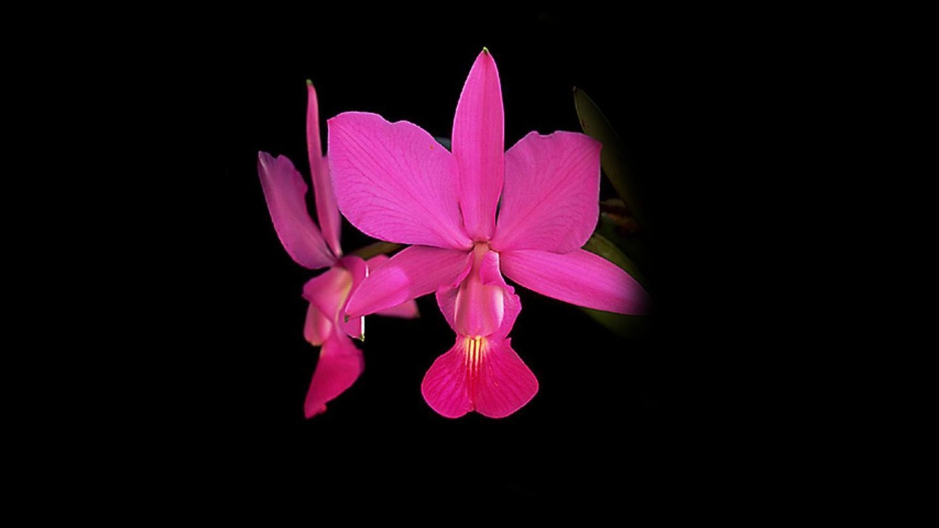 Beautiful and elegant orchid wallpaper #22 - 1366x768