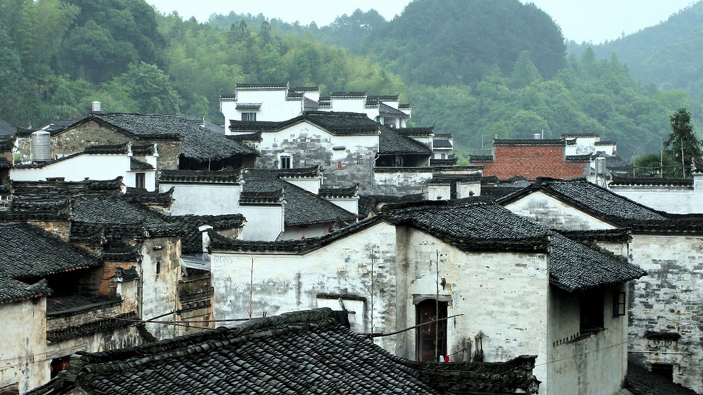Wuyuan v dešti řádku (Minghu Metasequoia práce) #1 - 1366x768