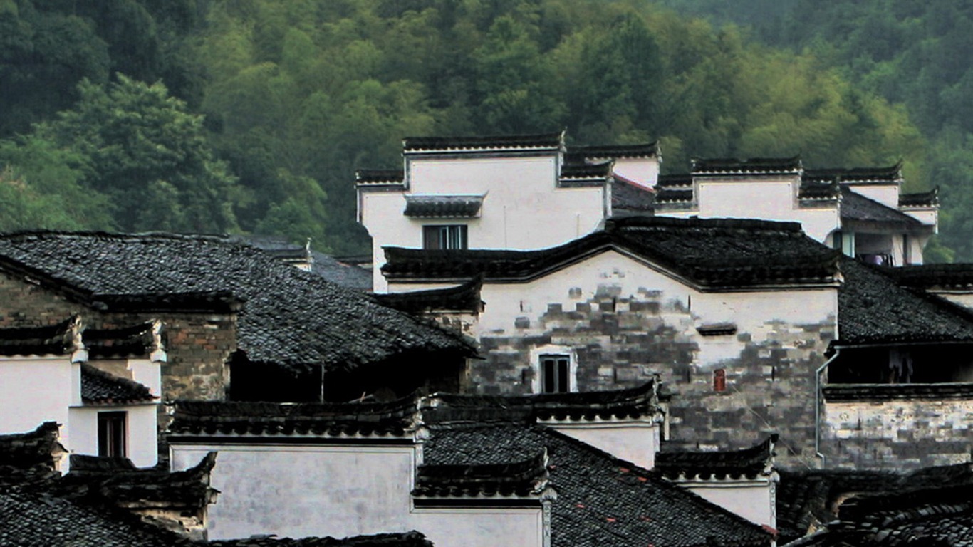 Wuyuan v dešti řádku (Minghu Metasequoia práce) #4 - 1366x768
