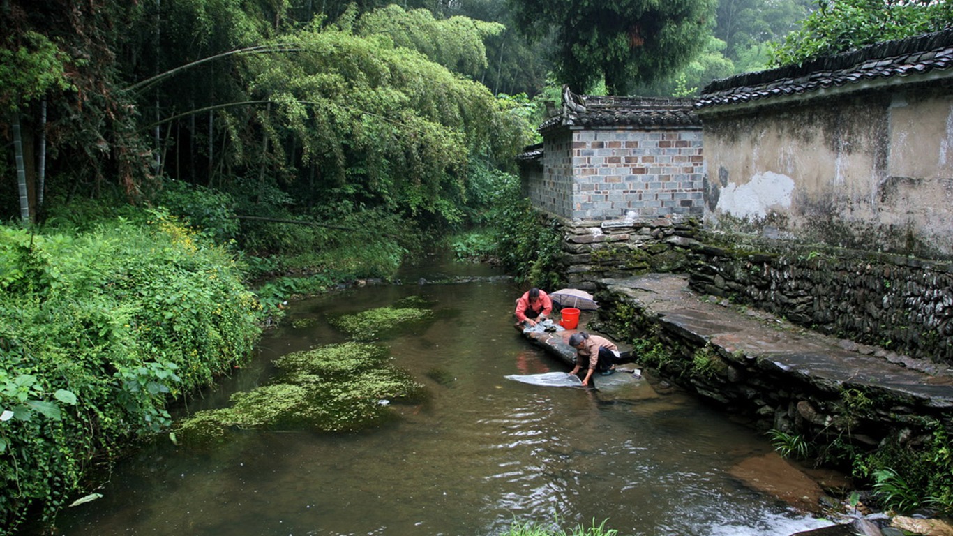 Wuyuan in the rain line (Minghu Metasequoia works) #6 - 1366x768