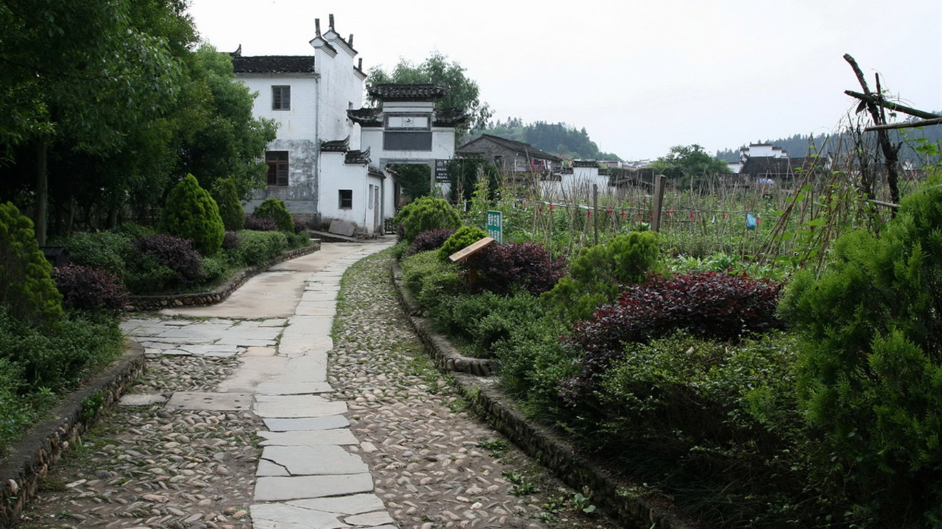 Wuyuan in the rain line (Minghu Metasequoia works) #15 - 1366x768