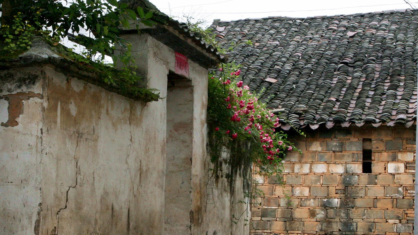 Wuyuan in the rain line (Minghu Metasequoia works) #16 - 1366x768