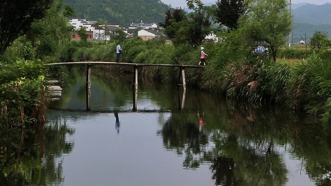 Wuyuan v dešti řádku (Minghu Metasequoia práce) #17 - 1366x768