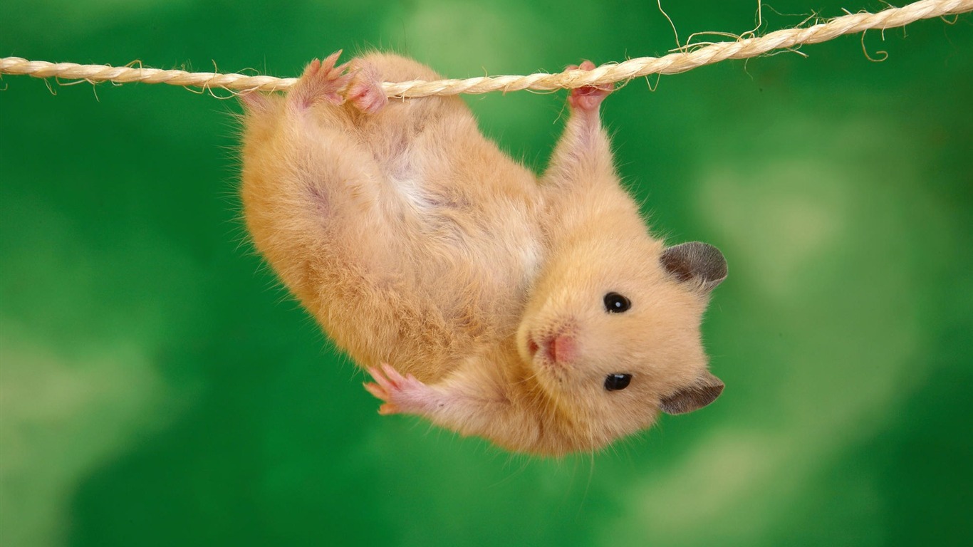 Animals moments wallpaper #2 - 1366x768
