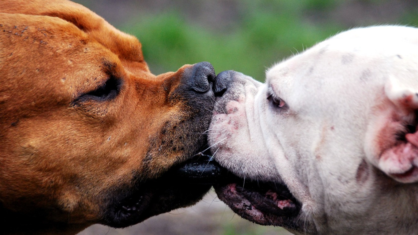 Animals moments wallpaper #5 - 1366x768