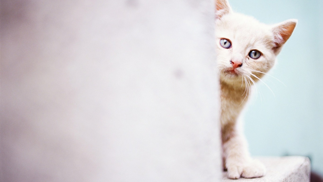 動物精彩瞬間壁紙 #15 - 1366x768
