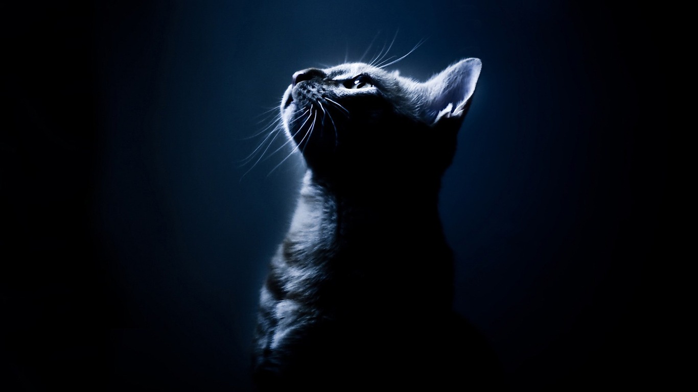 Animals moments wallpaper #26 - 1366x768
