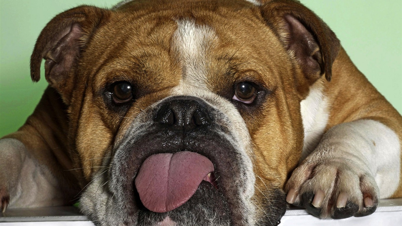 動物精彩瞬間壁紙 #31 - 1366x768