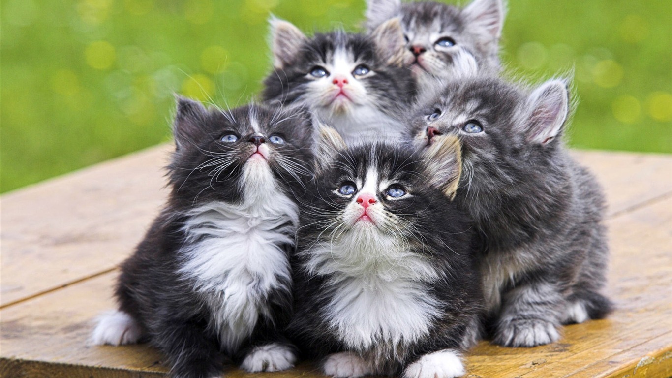 動物精彩瞬間壁紙 #32 - 1366x768