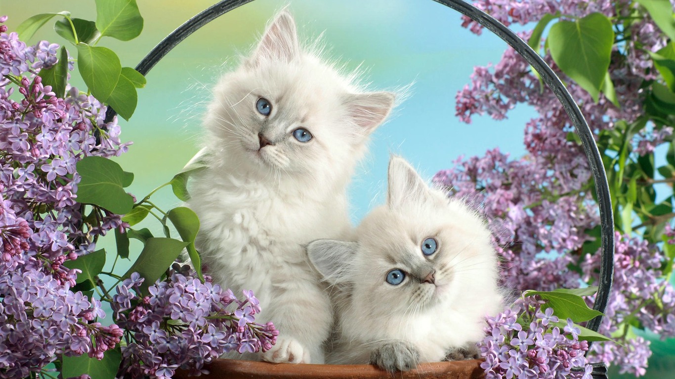 Animals moments wallpaper #37 - 1366x768