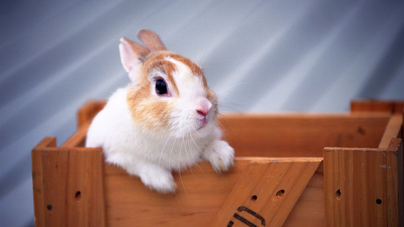 Cute little bunny wallpaper #1 - 1366x768