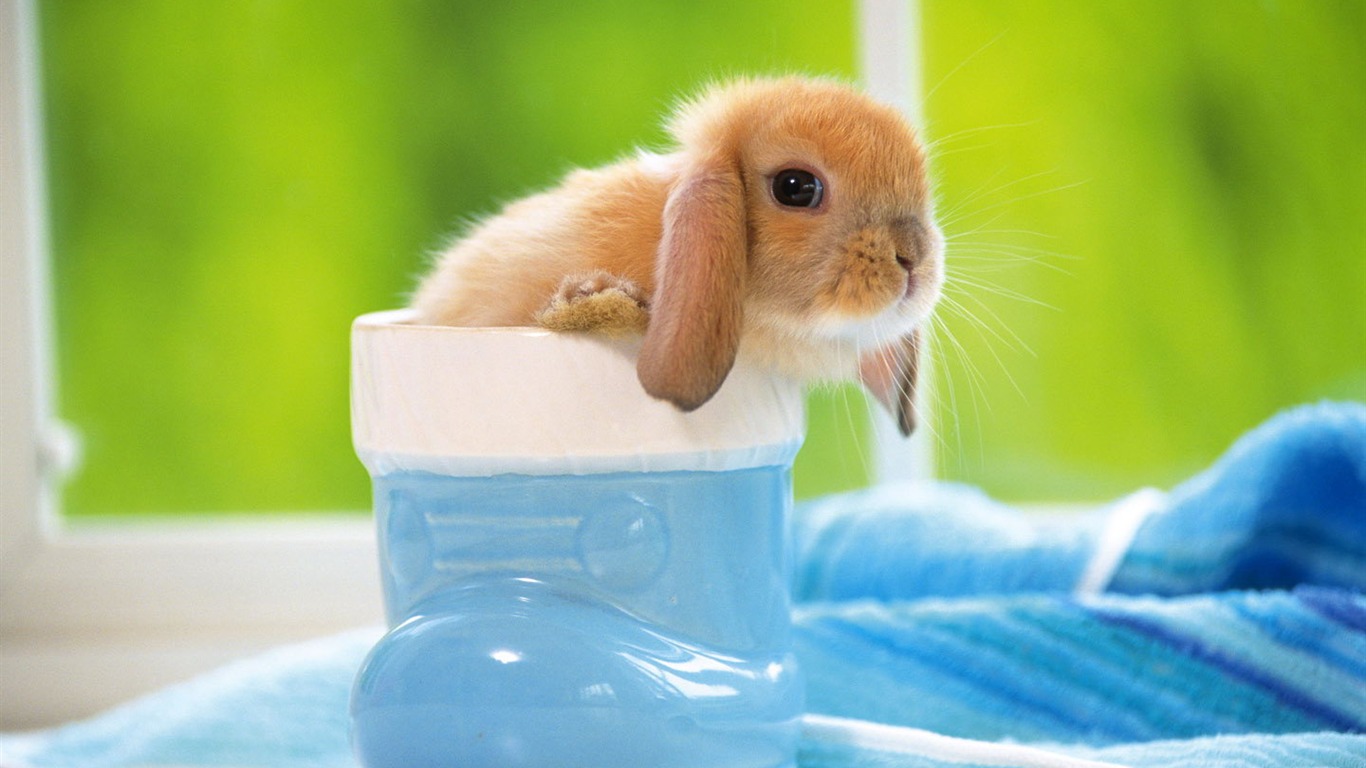 Cute little bunny wallpaper #4 - 1366x768