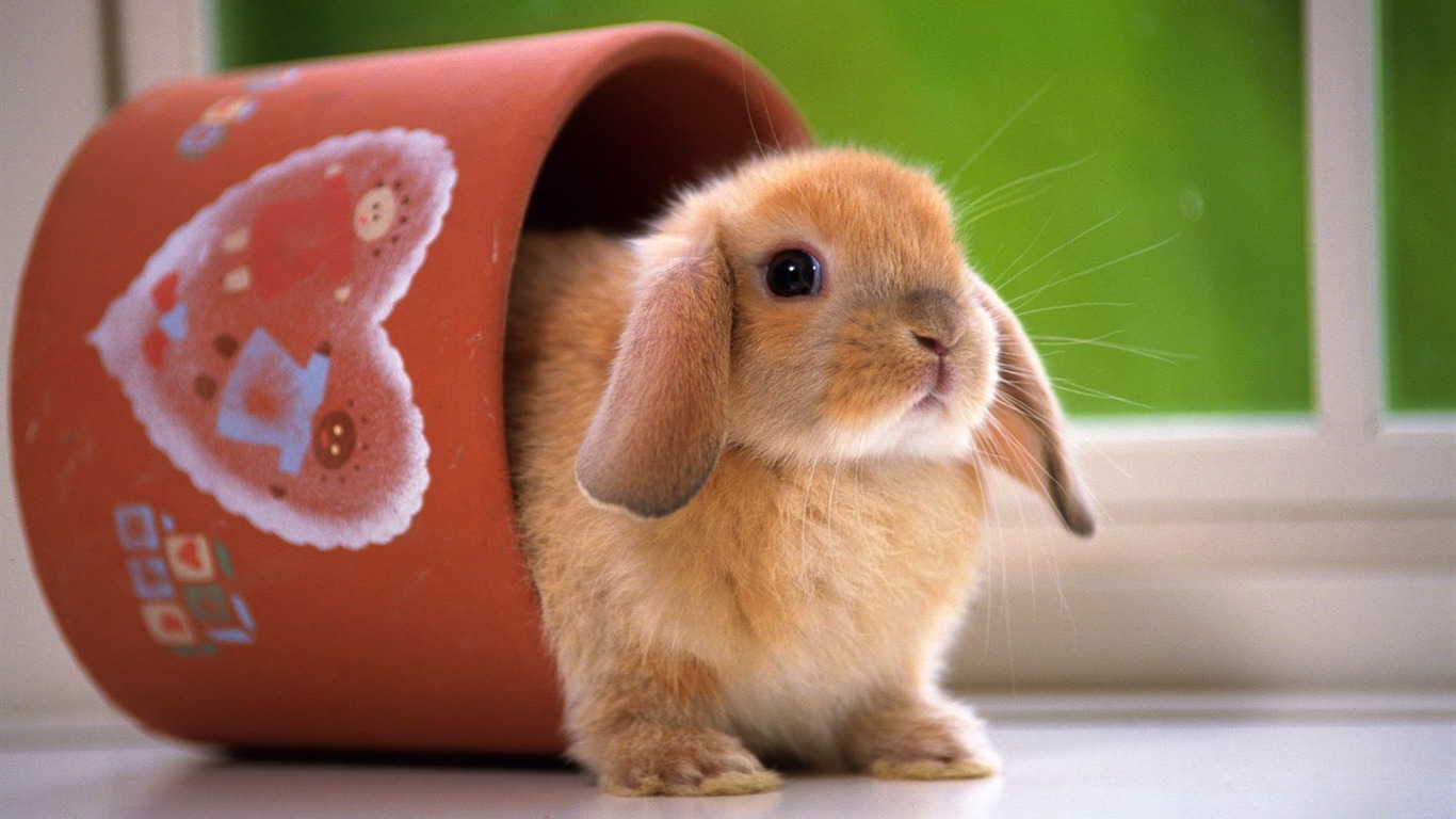 Cute little bunny wallpaper #6 - 1366x768