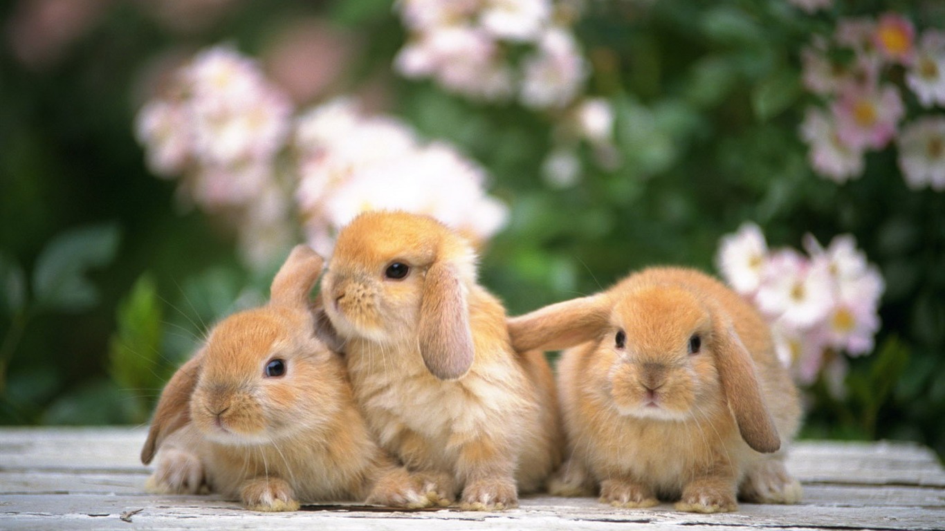Cute little bunny wallpaper #7 - 1366x768