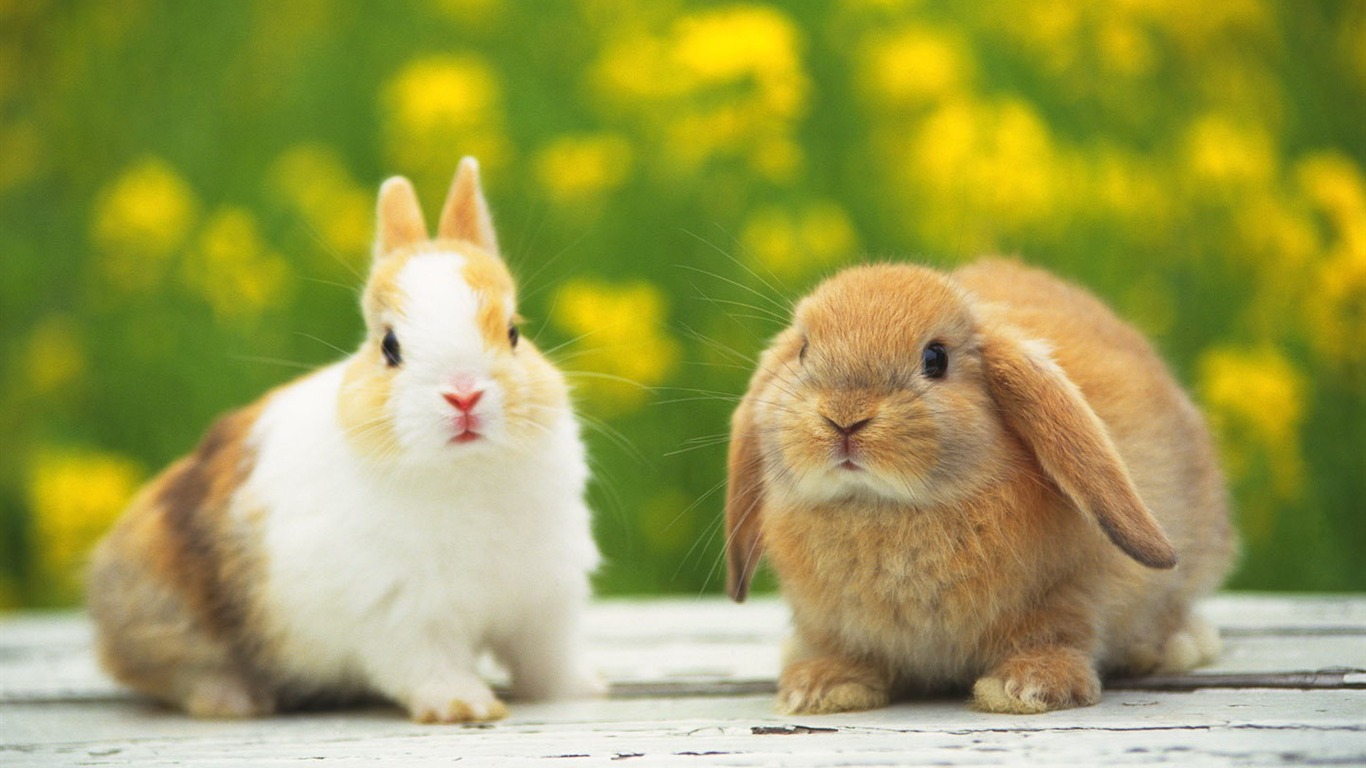 Cute little bunny wallpaper #8 - 1366x768