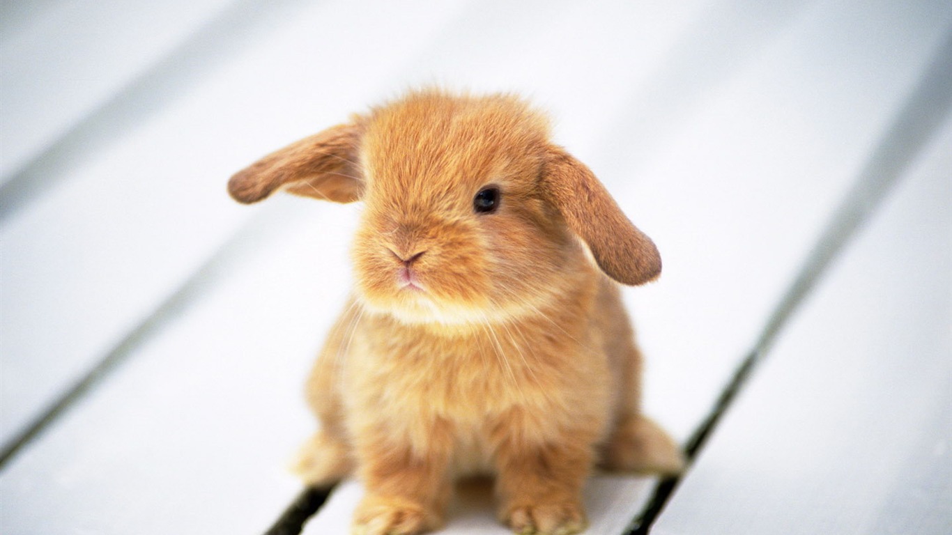 Cute little bunny wallpaper #9 - 1366x768