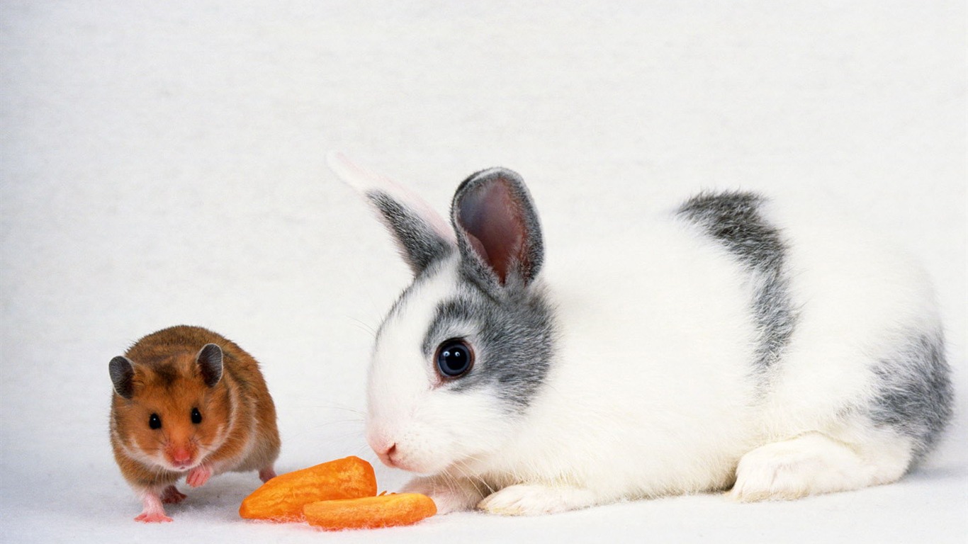 Cute little bunny wallpaper #10 - 1366x768