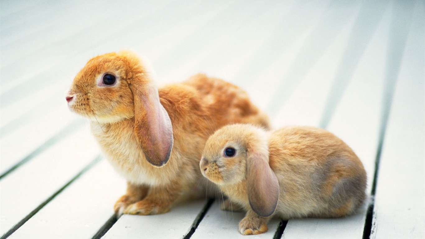 Cute little bunny wallpaper #11 - 1366x768