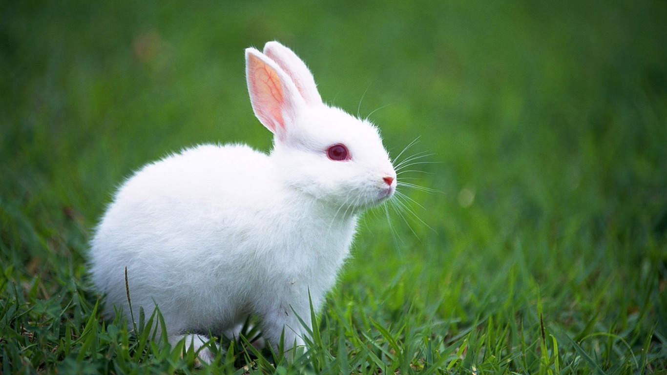 Cute little bunny wallpaper #12 - 1366x768