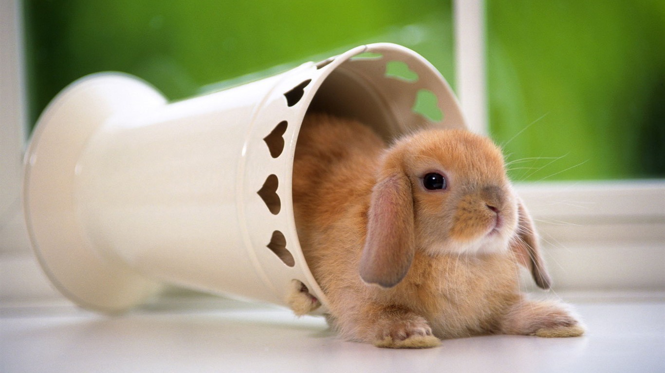 Cute little bunny wallpaper #15 - 1366x768