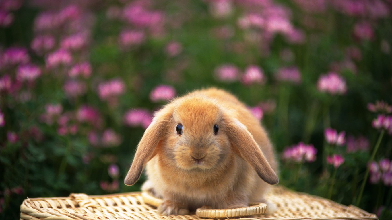 Cute little bunny wallpaper #18 - 1366x768
