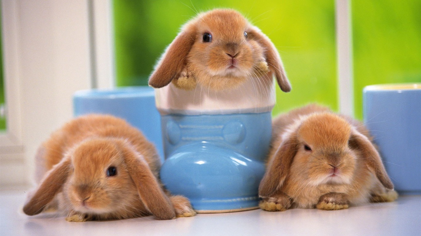 Cute little bunny wallpaper #19 - 1366x768