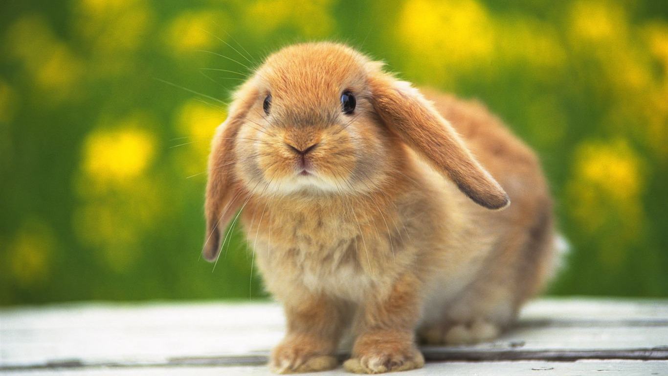 Cute little bunny wallpaper #20 - 1366x768