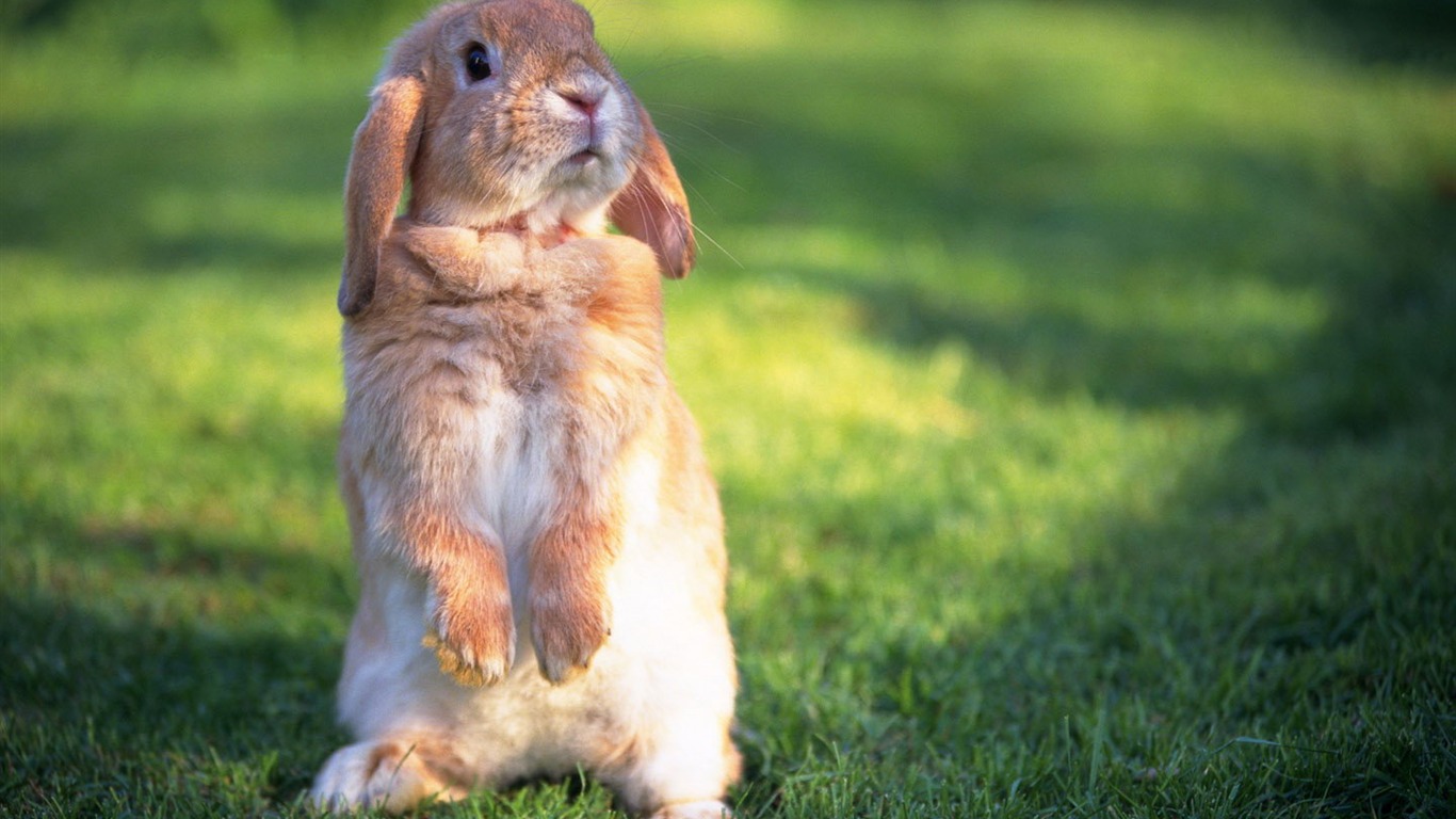 Cute little bunny wallpaper #22 - 1366x768