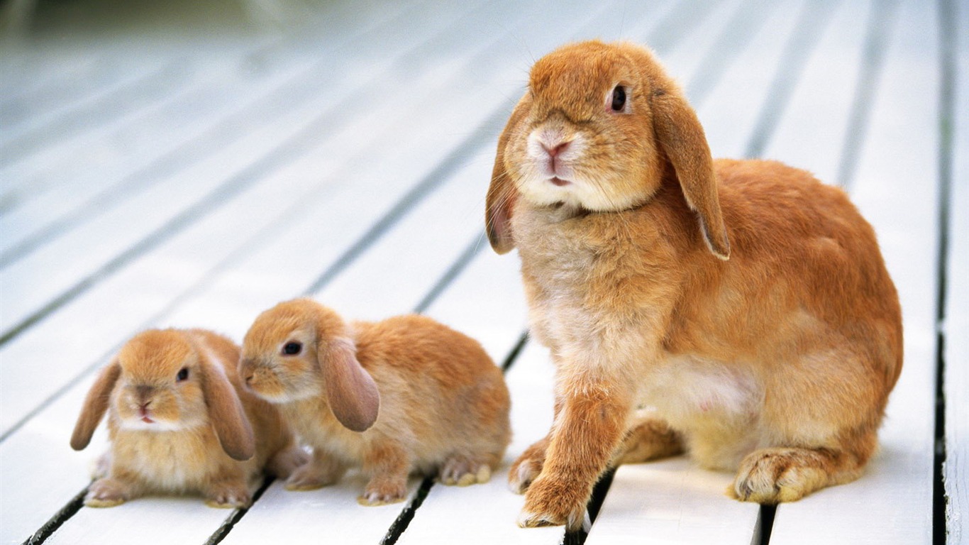 Cute little bunny wallpaper #23 - 1366x768