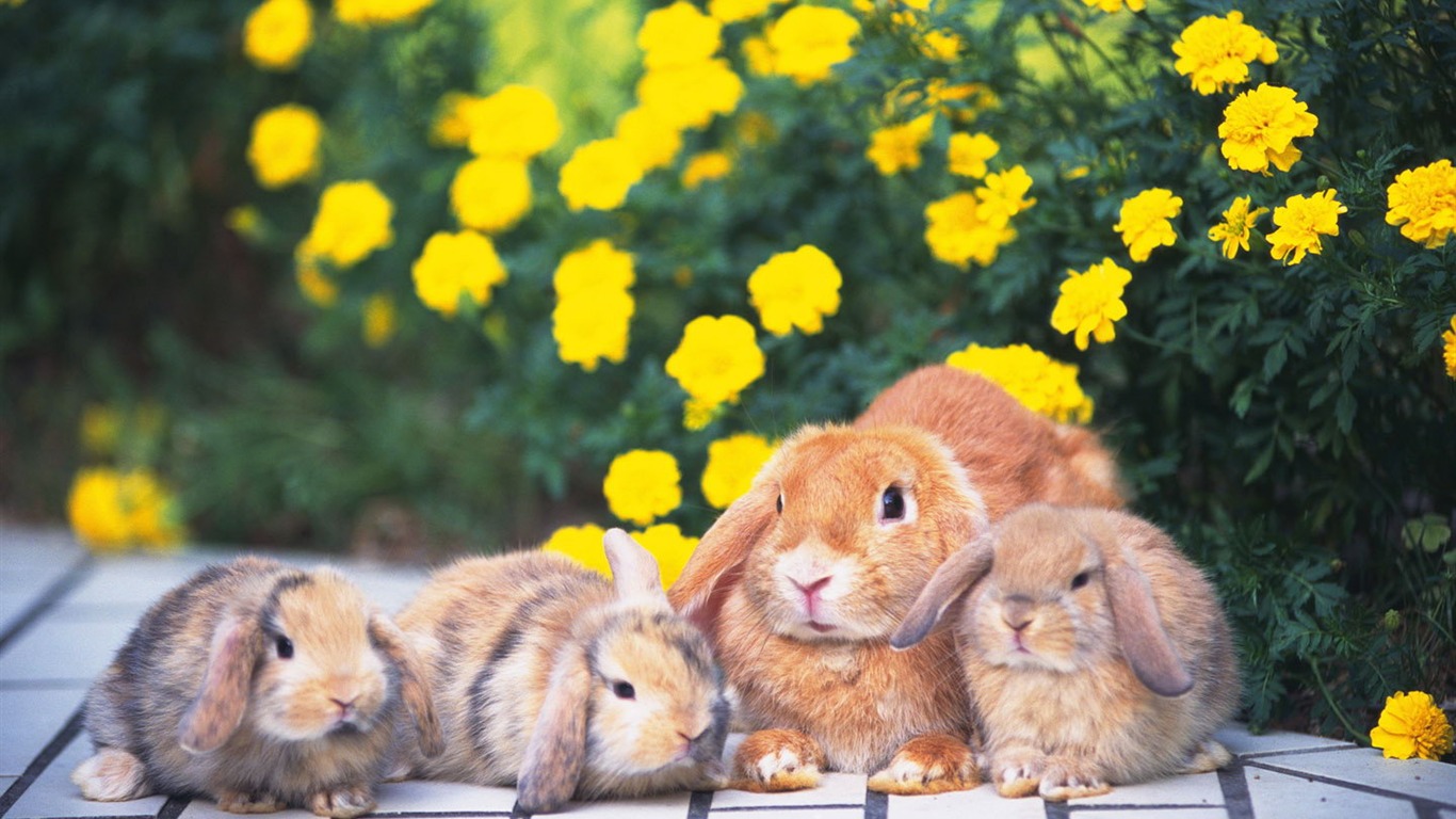 Cute little bunny wallpaper #24 - 1366x768