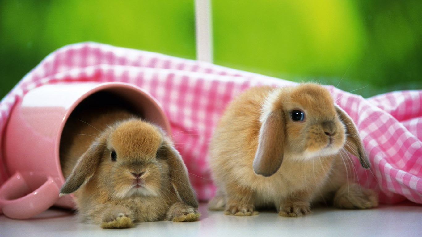 Cute little bunny wallpaper #26 - 1366x768