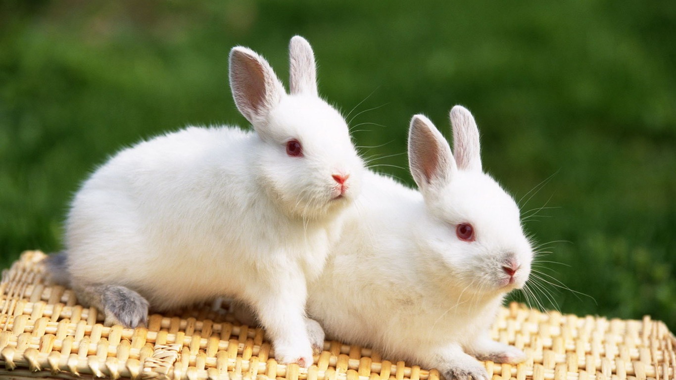 Cute little bunny wallpaper #27 - 1366x768