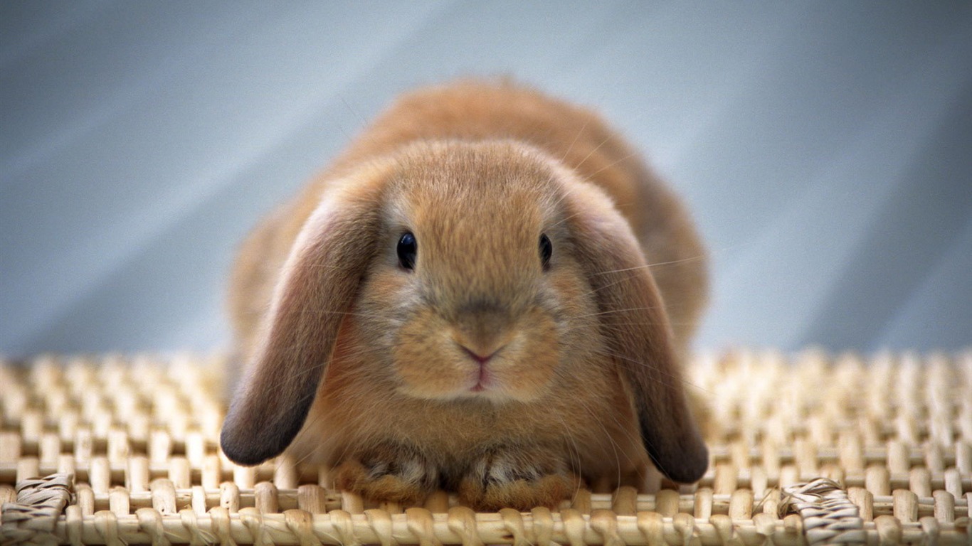 Cute little bunny wallpaper #28 - 1366x768