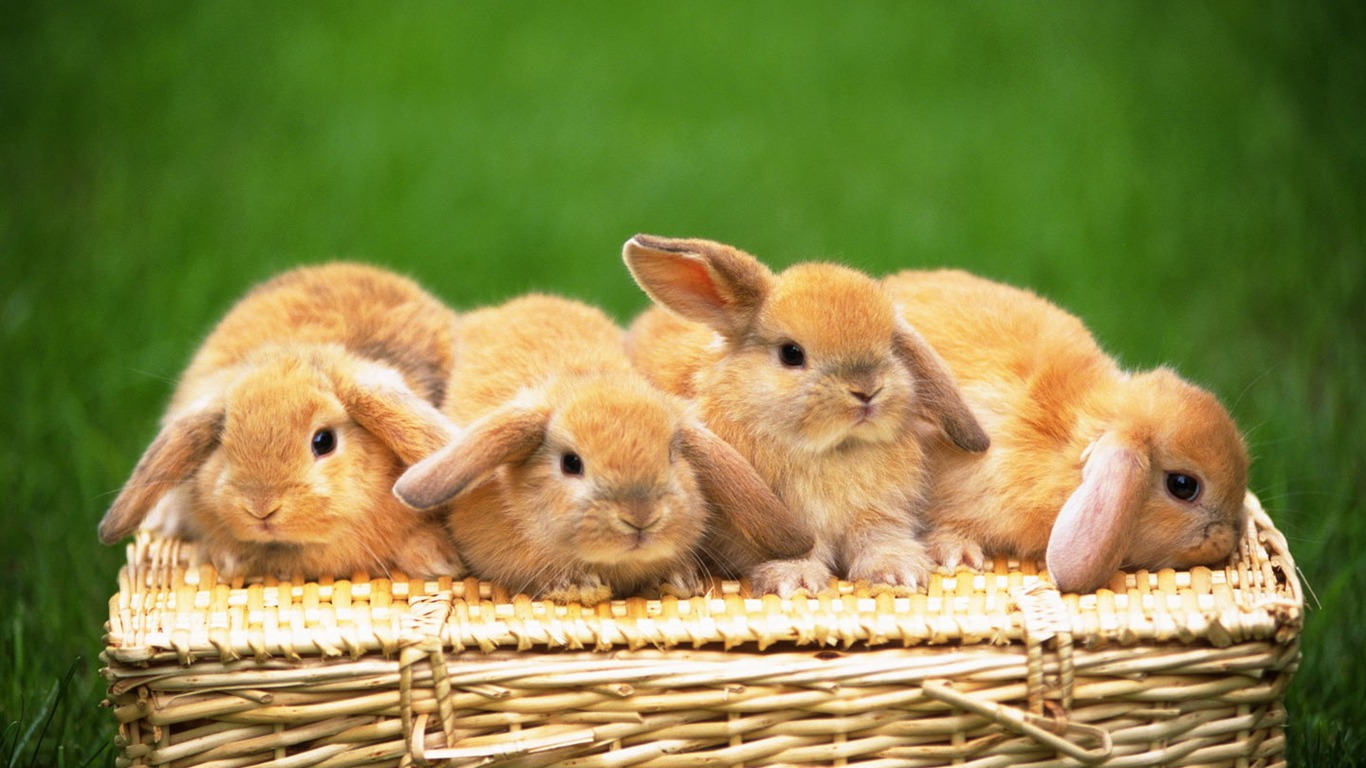 Cute little bunny wallpaper #32 - 1366x768