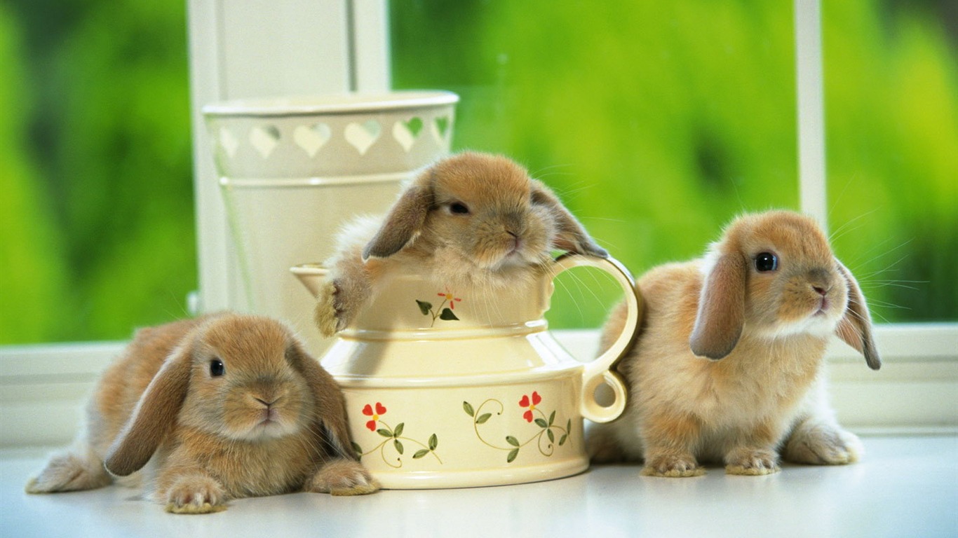 Cute little bunny Tapete #33 - 1366x768