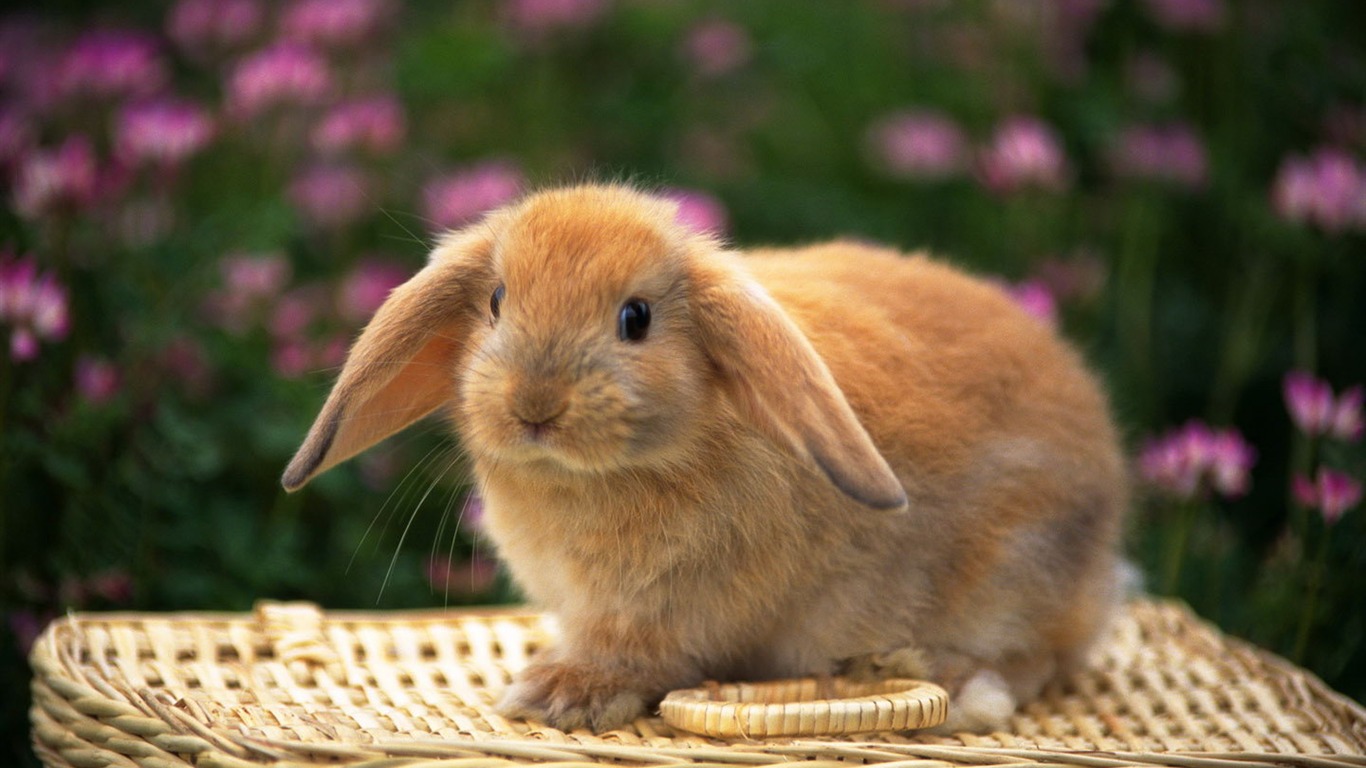 Cute little bunny wallpaper #34 - 1366x768