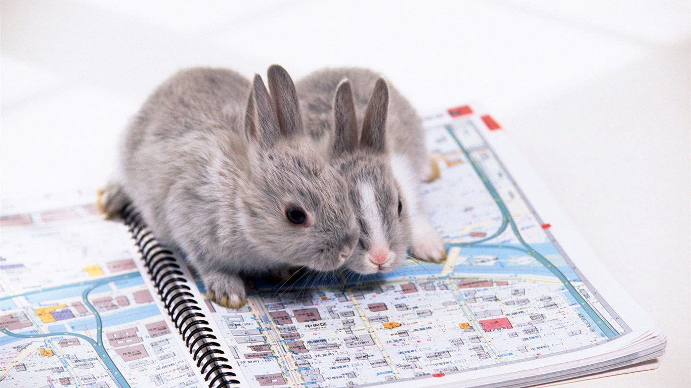 可愛的小兔子壁紙專輯 #36 - 1366x768