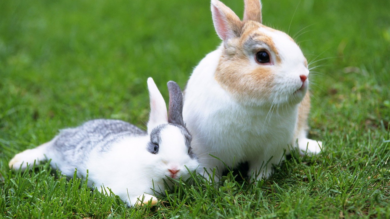 Cute little bunny wallpaper #38 - 1366x768