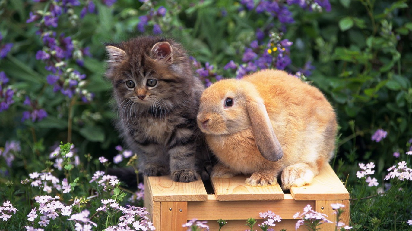 Cute little bunny wallpaper #39 - 1366x768